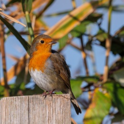 Robin