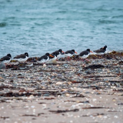 Oystercatcher