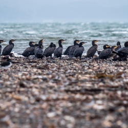 Cormorant