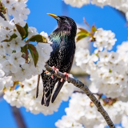 Starling